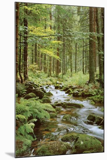 Forest Creek-null-Mounted Poster