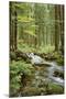 Forest Creek-null-Mounted Poster