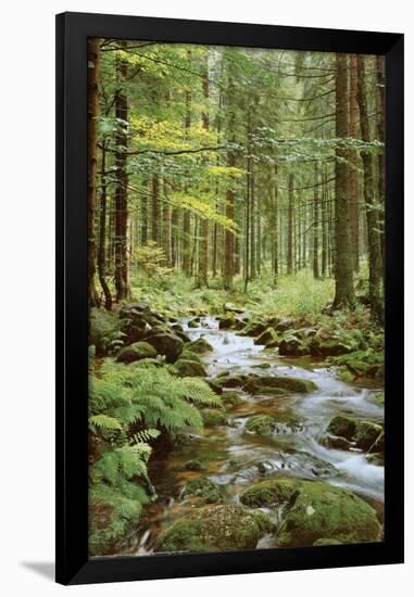 Forest Creek-null-Framed Poster