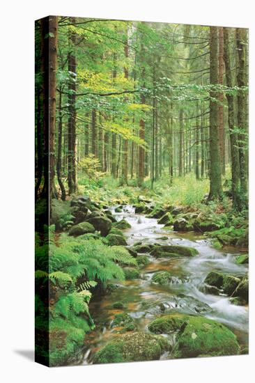 Forest Creek-null-Stretched Canvas