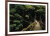 Forest Crossing-Bob Krist-Framed Giclee Print