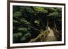 Forest Crossing-Bob Krist-Framed Giclee Print