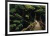 Forest Crossing-Bob Krist-Framed Giclee Print