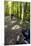 Forest Cycling-Charles Bowman-Mounted Photographic Print