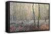 Forest Dawn-David Baker-Framed Stretched Canvas