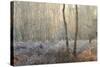 Forest Dawn-David Baker-Stretched Canvas