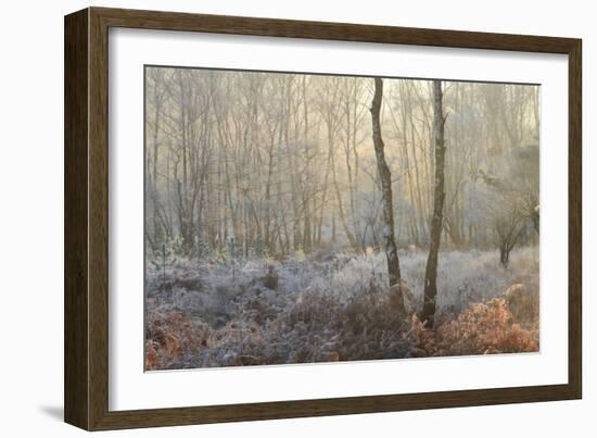 Forest Dawn-David Baker-Framed Photographic Print