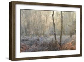 Forest Dawn-David Baker-Framed Photographic Print