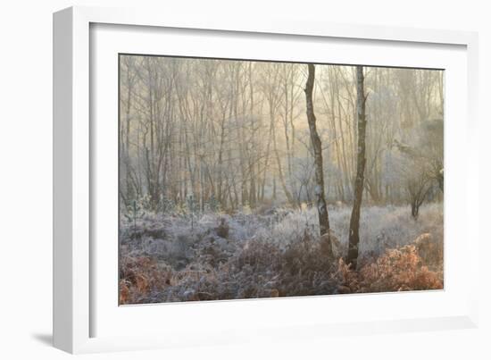 Forest Dawn-David Baker-Framed Photographic Print