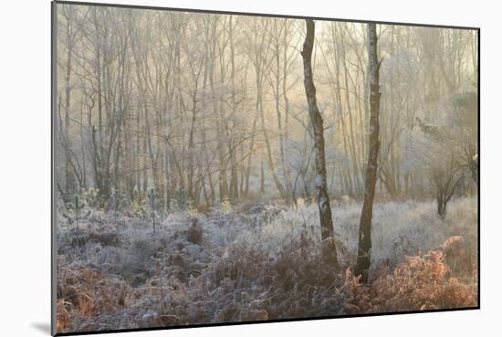 Forest Dawn-David Baker-Mounted Photographic Print