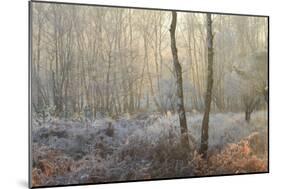 Forest Dawn-David Baker-Mounted Photographic Print