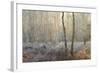 Forest Dawn-David Baker-Framed Photographic Print