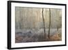 Forest Dawn-David Baker-Framed Photographic Print