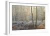 Forest Dawn-David Baker-Framed Premium Photographic Print