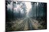 Forest Dawn-David Baker-Mounted Photographic Print