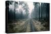 Forest Dawn-David Baker-Stretched Canvas