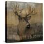 Forest Deer-Carol Robinson-Stretched Canvas