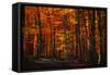 Forest Density-Philippe Sainte-Laudy-Framed Stretched Canvas