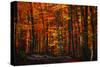 Forest Density-Philippe Sainte-Laudy-Stretched Canvas