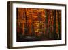 Forest Density-Philippe Sainte-Laudy-Framed Photographic Print