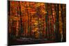Forest Density-Philippe Sainte-Laudy-Mounted Photographic Print