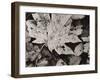 Forest Detail-Brett Aniballi-Framed Art Print