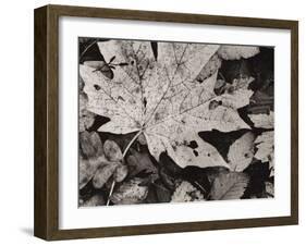 Forest Detail-Brett Aniballi-Framed Art Print