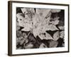 Forest Detail-Brett Aniballi-Framed Art Print