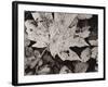 Forest Detail-Brett Aniballi-Framed Art Print