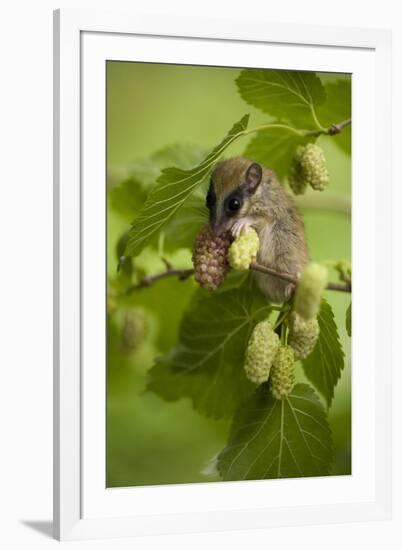 Forest Dormouse (Dryomys Nitedula) Feeding, Muselievo, Nigopol, Bulgaria, June 2008-Nill-Framed Photographic Print