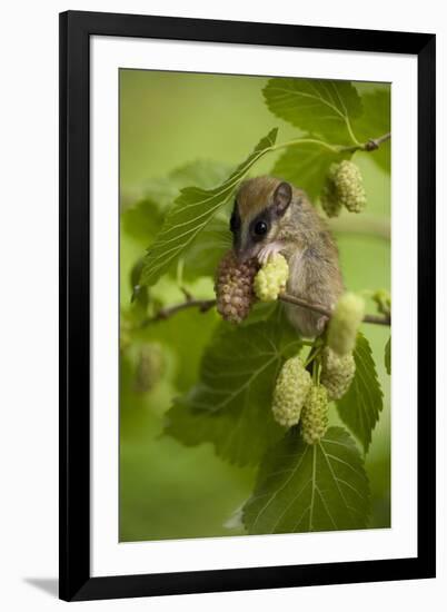 Forest Dormouse (Dryomys Nitedula) Feeding, Muselievo, Nigopol, Bulgaria, June 2008-Nill-Framed Photographic Print