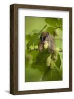 Forest Dormouse (Dryomys Nitedula) Feeding, Muselievo, Nigopol, Bulgaria, June 2008-Nill-Framed Photographic Print