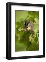 Forest Dormouse (Dryomys Nitedula) Feeding, Muselievo, Nigopol, Bulgaria, June 2008-Nill-Framed Photographic Print