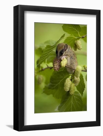 Forest Dormouse (Dryomys Nitedula) Feeding, Muselievo, Nigopol, Bulgaria, June 2008-Nill-Framed Photographic Print