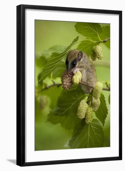 Forest Dormouse (Dryomys Nitedula) Feeding, Muselievo, Nigopol, Bulgaria, June 2008-Nill-Framed Photographic Print