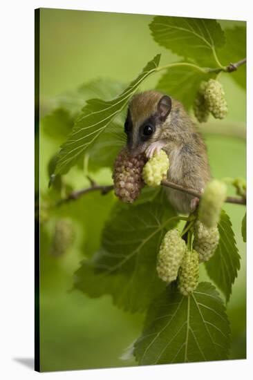 Forest Dormouse (Dryomys Nitedula) Feeding, Muselievo, Nigopol, Bulgaria, June 2008-Nill-Stretched Canvas