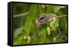 Forest Dormouse (Dryomys Nitedula) Feeding on Mulberries, Bulgaria, June-Nill-Framed Stretched Canvas
