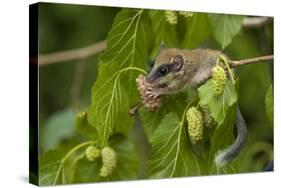 Forest Dormouse (Dryomys Nitedula) Feeding on Mulberries, Bulgaria, June-Nill-Stretched Canvas