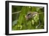 Forest Dormouse (Dryomys Nitedula) Feeding on Mulberries, Bulgaria, June-Nill-Framed Photographic Print