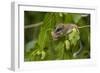 Forest Dormouse (Dryomys Nitedula) Feeding on Mulberries, Bulgaria, June-Nill-Framed Photographic Print