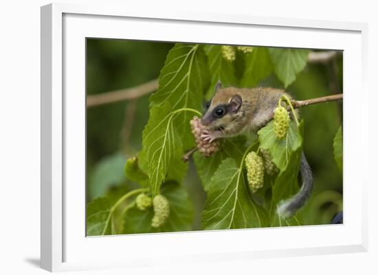 Forest Dormouse (Dryomys Nitedula) Feeding on Mulberries, Bulgaria, June-Nill-Framed Photographic Print