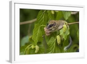 Forest Dormouse (Dryomys Nitedula) Feeding on Mulberries, Bulgaria, June-Nill-Framed Photographic Print