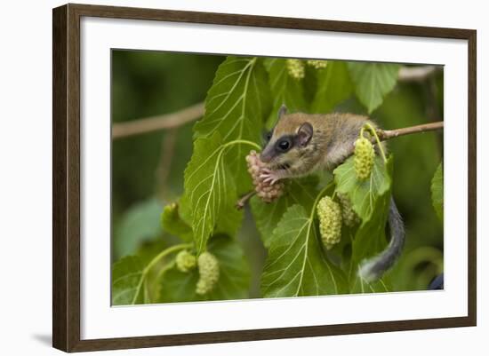 Forest Dormouse (Dryomys Nitedula) Feeding on Mulberries, Bulgaria, June-Nill-Framed Photographic Print