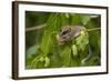 Forest Dormouse (Dryomys Nitedula) Feeding on Mulberries, Bulgaria, June-Nill-Framed Photographic Print