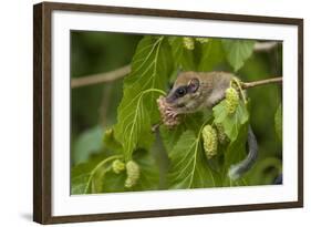 Forest Dormouse (Dryomys Nitedula) Feeding on Mulberries, Bulgaria, June-Nill-Framed Photographic Print