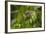 Forest Dormouse (Dryomys Nitedula) Feeding on Mulberries, Bulgaria, June-Nill-Framed Photographic Print