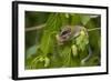 Forest Dormouse (Dryomys Nitedula) Feeding on Mulberries, Bulgaria, June-Nill-Framed Photographic Print