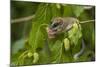 Forest Dormouse (Dryomys Nitedula) Feeding on Mulberries, Bulgaria, June-Nill-Mounted Photographic Print