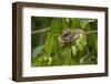 Forest Dormouse (Dryomys Nitedula) Feeding on Mulberries, Bulgaria, June-Nill-Framed Photographic Print