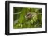 Forest Dormouse (Dryomys Nitedula) Feeding on Mulberries, Bulgaria, June-Nill-Framed Photographic Print